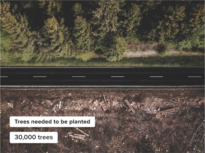 Reforestation of a forest near a highway