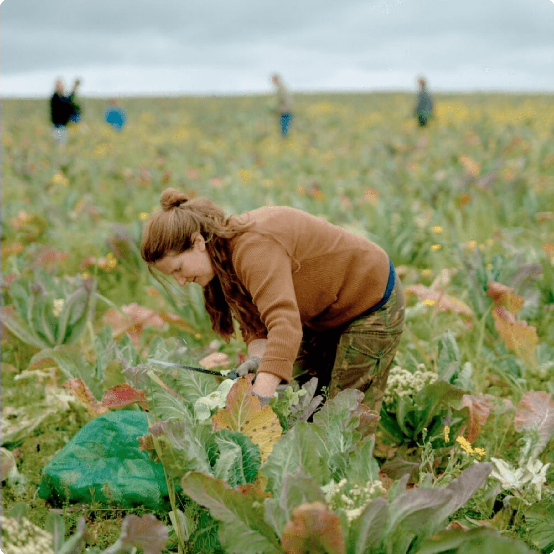 Gleaning Cornwall logo with dirt background